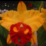 Blc. Tainan Gold "Golden Canary"