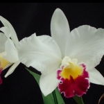 Blc.Hsinging Catherine "Hakucho"