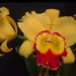 Blc. Chyong Guu Chaffinch "Ta Hsin" AM/AOS