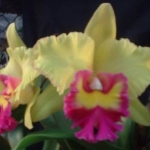 Blc. Young Kong "Sun #16"