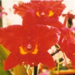 Blc. Sanyung Ruby "Guanlong" AM/AOS
