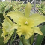 Blc. Porsts of Paradise "Ching Hua"