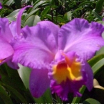 Blc. Chian-Tzy Regalia "Hello Kitty"