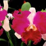 Lc. Gila Wilderness "Nippon Treasure"