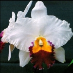 Lc. Orglades Grand