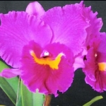 Blc.Royal Oaks #3