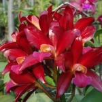 Lc. Sagarik Wax