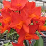 Pot. Shinfong Dawn