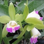 Epc. Netrasiri Fine-Green