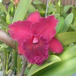 C. Shinfong Beauty