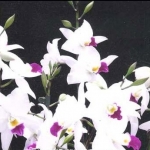 Nucciara. Village Chief Parfum
