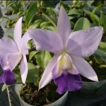 Lc. Mini Purple "Blue Queen"