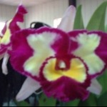 Blc. Chinese Beauty