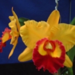 Blc. Chunyeah AM/OSROC