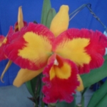 BLC. Taiwan Queen "King Monkey"