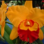 Blc. Chunyeah No.17