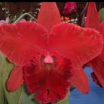 Blc. Chia Lin