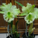 Blc. Golf Green Hair Pig