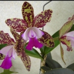 C. Green Emerald "Orchid Queen"