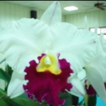 Lc. Chyyong Guu Swan "Ruby Lip"