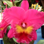 Blc. King of Taiwan "Dashin #1"