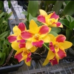 Pot. Burana Beauty "Burana"