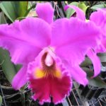 Blc. Mem Crispin Rosale "Lu Kang"