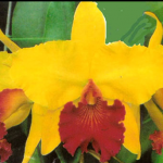 Blc. Alma Kee "Tip Malee"