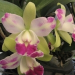 Blc.Village Chief North "Little Spring"