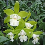 Cattleychea Siam Jade
