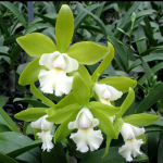 Cattleychea Siam Jade ( C. Penny Kuroda x Cattleychea Vienna Woods