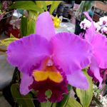 Blc. Taichung Beauty (Pot.Elegent Dancer x Blc.Pamela)