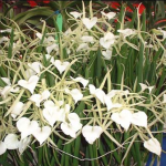 B. nodosa