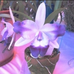 Lc. Cariads Mini Quinee