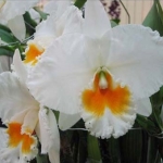 Blc. Eagle Eye