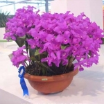 C. skinneri