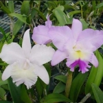 C. walkeriana x C. dolasa "alba"