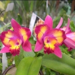 Slc. Hawaiian Splash "Lee"