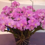 Slc. Love Catle x C. Candy Tuft Taffy "Chrismas Rose"