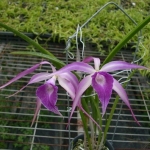 B. cucullate x L. purpurata