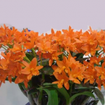 Blc. Young-Min Orange "Golden Satisfaction"