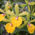 Epc. Rene Marques x Pot. Free Spirit "Lea"
