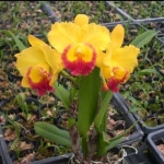 Blc.Yellow Ball x Pot.Free Spirit