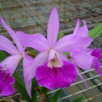 Bc. Maikai "Mayumi" x C.porcia