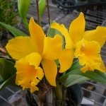Blc. Husky Boy "Romeo"