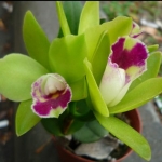 Blc. Chief green River