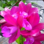 Rlc. Qing Ming Thirteen
