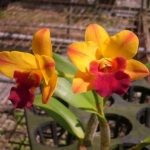 LC. Loog Tone x Pot. Little Toshie