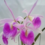 Blc. Morning Glory “Valentine Kiss”