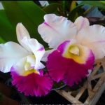 Blc.Mem Anna Balmores